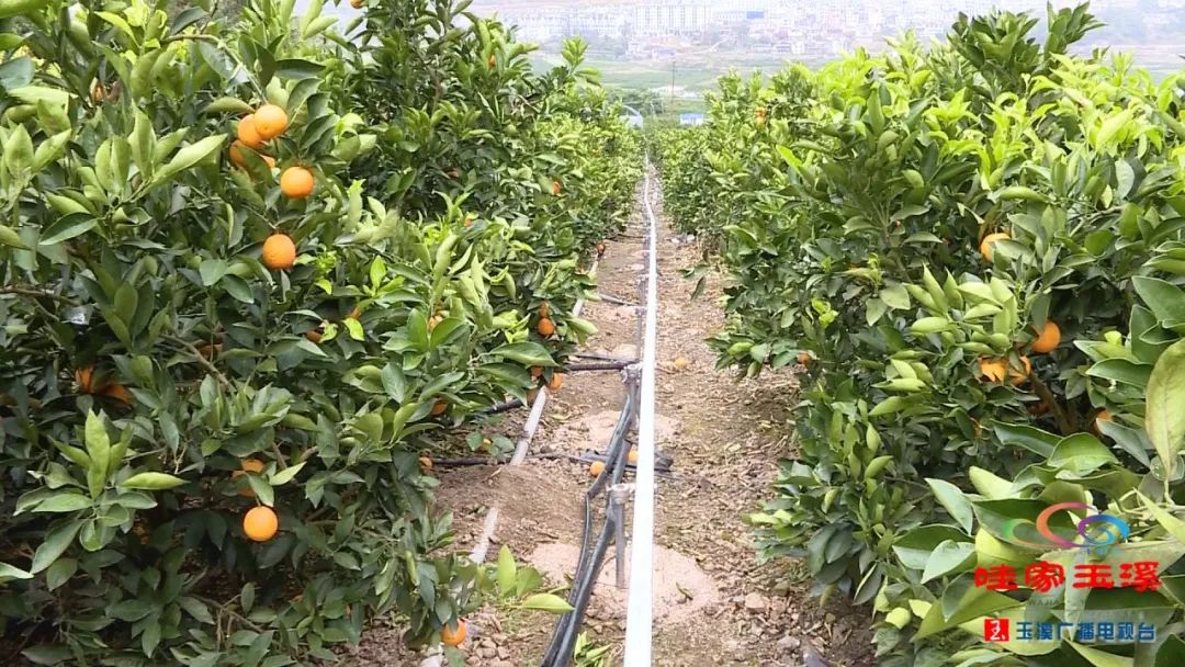 柑橘种植的农业机械化率是多少	(柑橘种植的农业机械化率是多少合适)