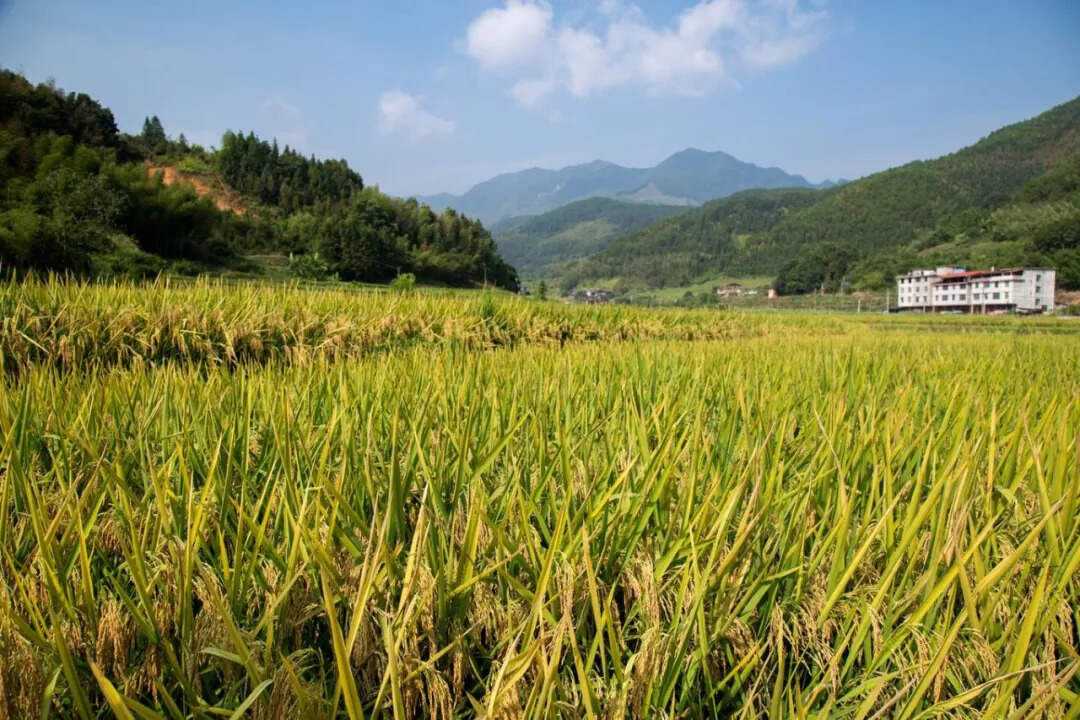 尤溪县农业机械化发展前景	(尤溪县农业机械化发展前景怎么样)